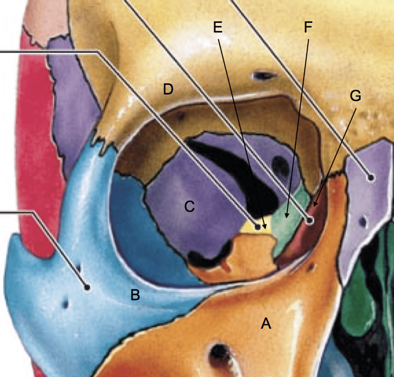 <p>What bone is B?</p>