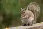 <p>squirrel</p>