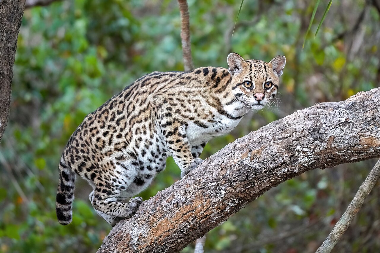 <p>tropical forests, thorn forests, mangrove swamps and savannas</p><p class="has-focus"></p>