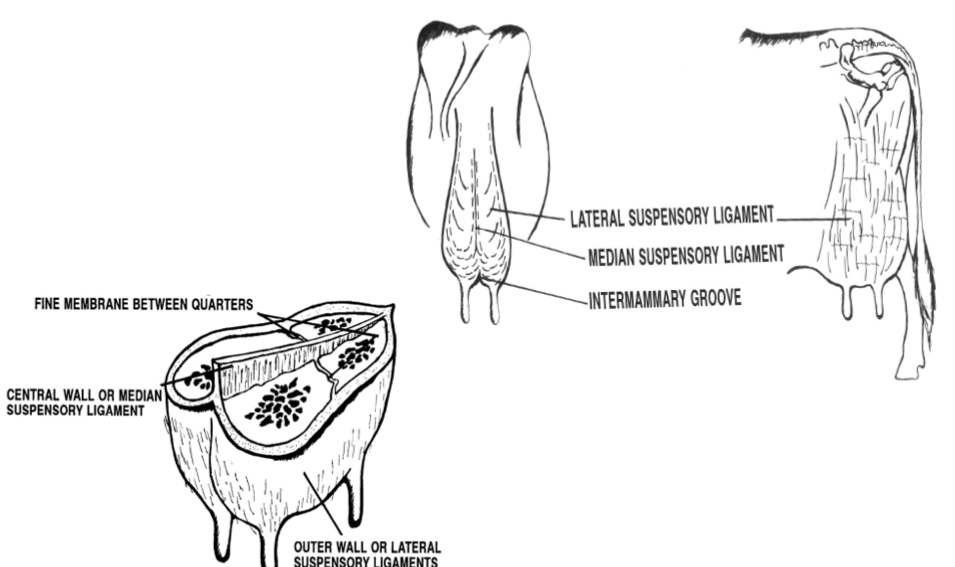 <ul><li><p><strong>skin-</strong> minor role in support</p></li><li><p><strong>median suspensory ligament</strong>- separates r and l udder half, connects udder to abdominal wall by lamellae, elastic tissue which responds to weight of milk in udder</p></li><li><p><strong>lateral suspensory ligament</strong>- inflexible, surround the outer wall of udder, attached to the prepubic an dsuboubic tendons</p></li><li><p><strong>intermammary groove</strong>- formed where lateral suspensry ligament and median suspensory ligament meets</p></li></ul><p></p>