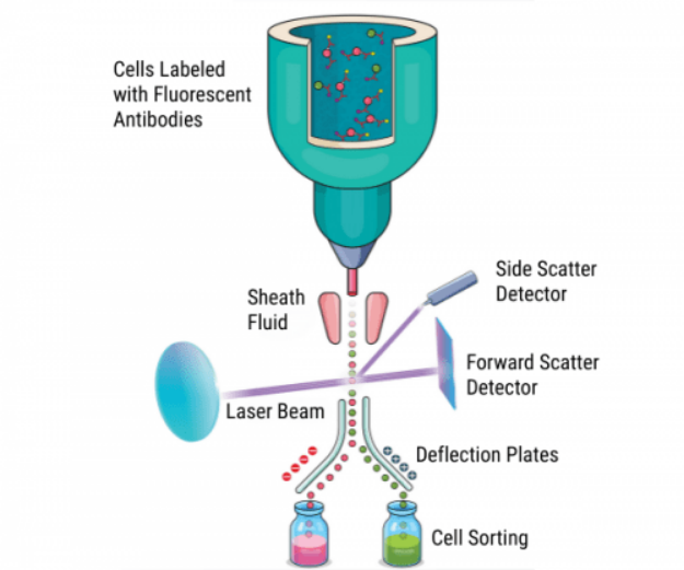 <p>W przeciwieństwie do cytometrii FACS kom. po FACS można stosować w dalszych badaniach</p>