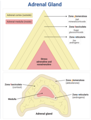 <p>Drug used to treat Hyperadrenocorticism via selective adrenocorticolysis </p><p>-Destroys overactive cells in the adrenal gland's zona fasciculata & zona reticularis but spares the zona glomerula</p><p>*Must give with food</p>