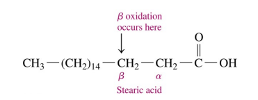 <p>Fatty acids undergo beta-oxidation (<em>β</em> - oxidation), which removes two-carbon segments, one at a time, from the carboxyl end</p><p>Each cycle in oxidation produces acetyl-CoA and a fatty acid that is shorter by two carbons </p>