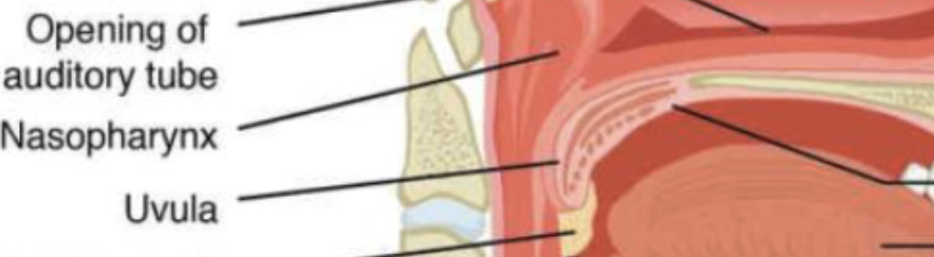 <p>move like a pendulum during swallowing, swinging upward to close off the</p><p>nasopharynx to prevent ingested materials from entering the nasal cavity</p>