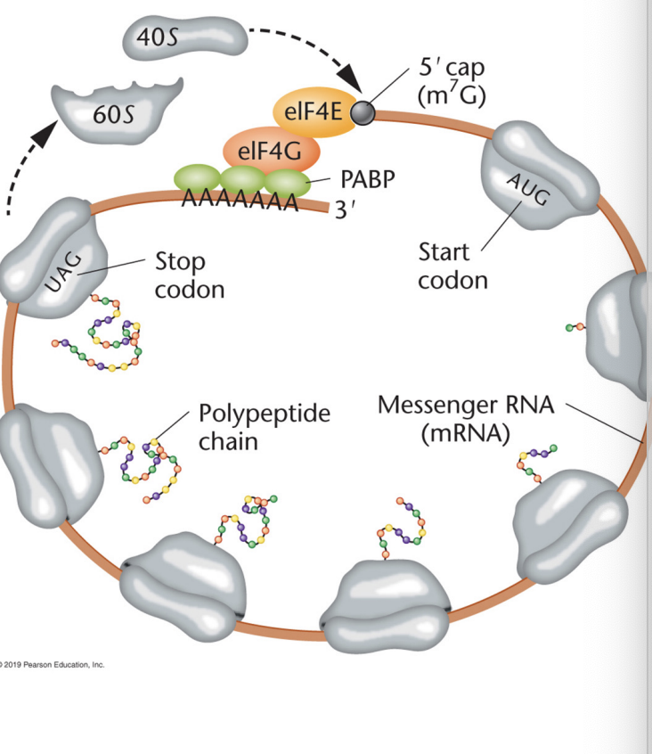 <ul><li><p>The mRNA forms a loop that is closed where the cap and tail are brought together </p></li><li><p> Poly-A-Binding proteins bind to the cap-binding protein to form the loop </p></li><li><p> Facilitated by initiator binding proteins and the eIF4G (cap binding protein) that serve as scaffolding proteins </p></li><li><p> Poly A tails may contribute to initiation • Ribosome recycling</p></li></ul><p></p>