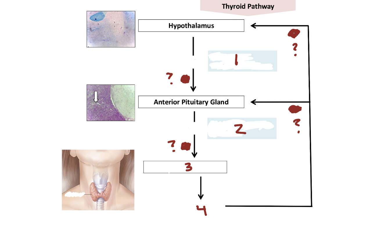 <p>In the Thyroid Pathway, What is number 4? (released by 3)</p>
