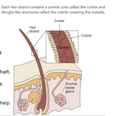 <p>the hair cuticle!</p>