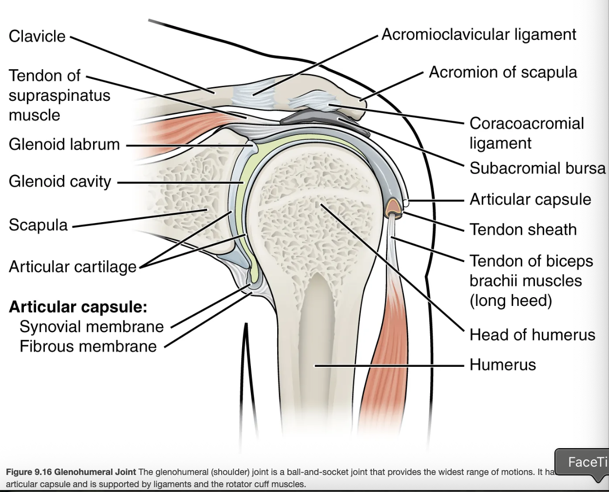 <p>shoulder joint; articulation between the glenoid cavity of the scapula and head of the humerus; multiaxial ball-and-socket joint that allows for flexion/extension, abduction/adduction, circumduction, and medial/lateral rotation of the humerus</p>
