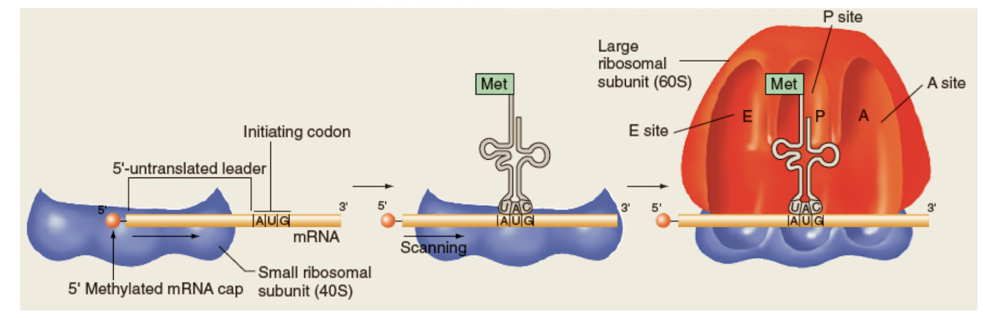 <p>Translation begins with initiation in eukaryotes and requires proteins called ___ </p><ul><li><p>__ bind to small subunit and 5’ untranslated leader sequences position the mRNA, which is scanned for the 1st AUG codon </p></li><li><p>tRNA with complementary anticodon loop binds mRNA</p></li><li><p>Large subunit joins the complec, positioing tRNA at P site </p></li></ul><p></p>