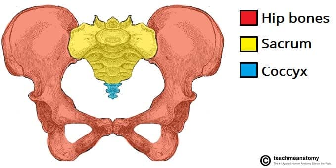 <p>The bony pelvis consists of the two os coxae, the sacrum, and the coccyx.</p>
