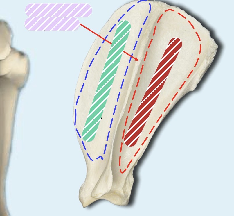 <p>Identify bone and structure (green)</p>