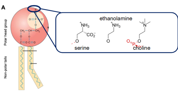 <p>The R group above the phosphorus represents structural variation creating various types of phospholipids.</p><ul><li><p>The most common type of phospholipid is the Phosphatidylcholine (PC)</p></li></ul><p></p>