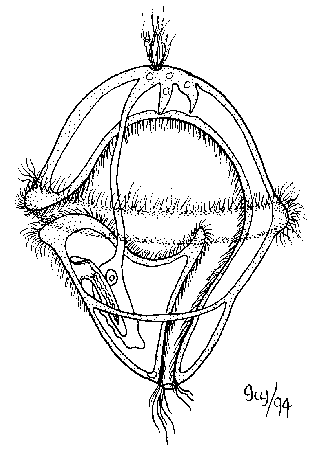 <p>lophotrochozoa synapomorphyies</p>