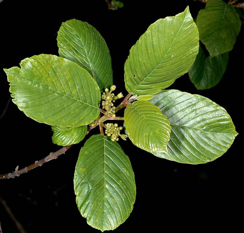 <p>Cascara</p>