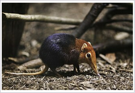 <p> What is the order of the animal shown?</p>