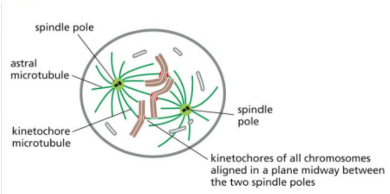 <ul><li><p><span style="background-color: transparent;">The third phase of mitosis</span></p></li><li><p><span style="background-color: transparent;">In this, all chromosomes are fully attached to spindle microtubules and aligned at the center of the cell (metaphase plate).&nbsp;</span></p></li><li><p><span style="background-color: transparent;">There are three types of spindle microtubules involved: kinetochore, interpolar, and astral microtubules.</span></p></li></ul><p></p>