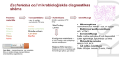 <p>Materiāls → transports → kultivēšana MacConkey/Levina 24-48 h pie 37 °C → kustīgums/KIA → Gram krāsojums → API/VITEK2 → seroidentifikācija → MALDI-TOF/PCR → antibiotiku jutība.</p>