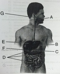 <p>the enzyme, produced in the organ labeled D, that produces both glucose AND fructose as products is called</p>
