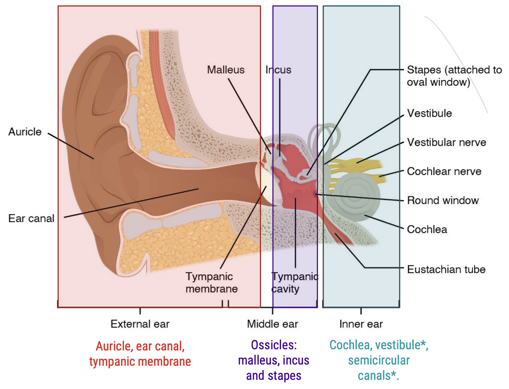 <ol><li><p>Auricle catches soundwaves and funnels them into the ear canal</p></li><li><p>Sound passes down ear canal.</p></li><li><p>Soundwaves hit the eardrum/timpanic membrane, at the end of the ear canal.</p></li><li><p>Eardrum separates outer &amp; middle/inner ear</p></li><li><p>Middle ear bones: Malleus, Incus &amp; Stapes vibrate due the waves in that order, amplifying the soundwaves as they travel to the cochlea</p></li></ol><p></p>