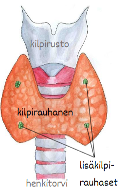 <p>Kilpirauhanen erittää <strong>tyroksiinia (T4)</strong> ja <strong>trijodityroniinia (T3)</strong>. Ne säätelevät <strong>aineenvaihduntaa</strong> ja vaikuttavat <strong>kasvuun</strong>. Niiden valmistukseen tarvitaan <strong>jodia</strong>.</p>