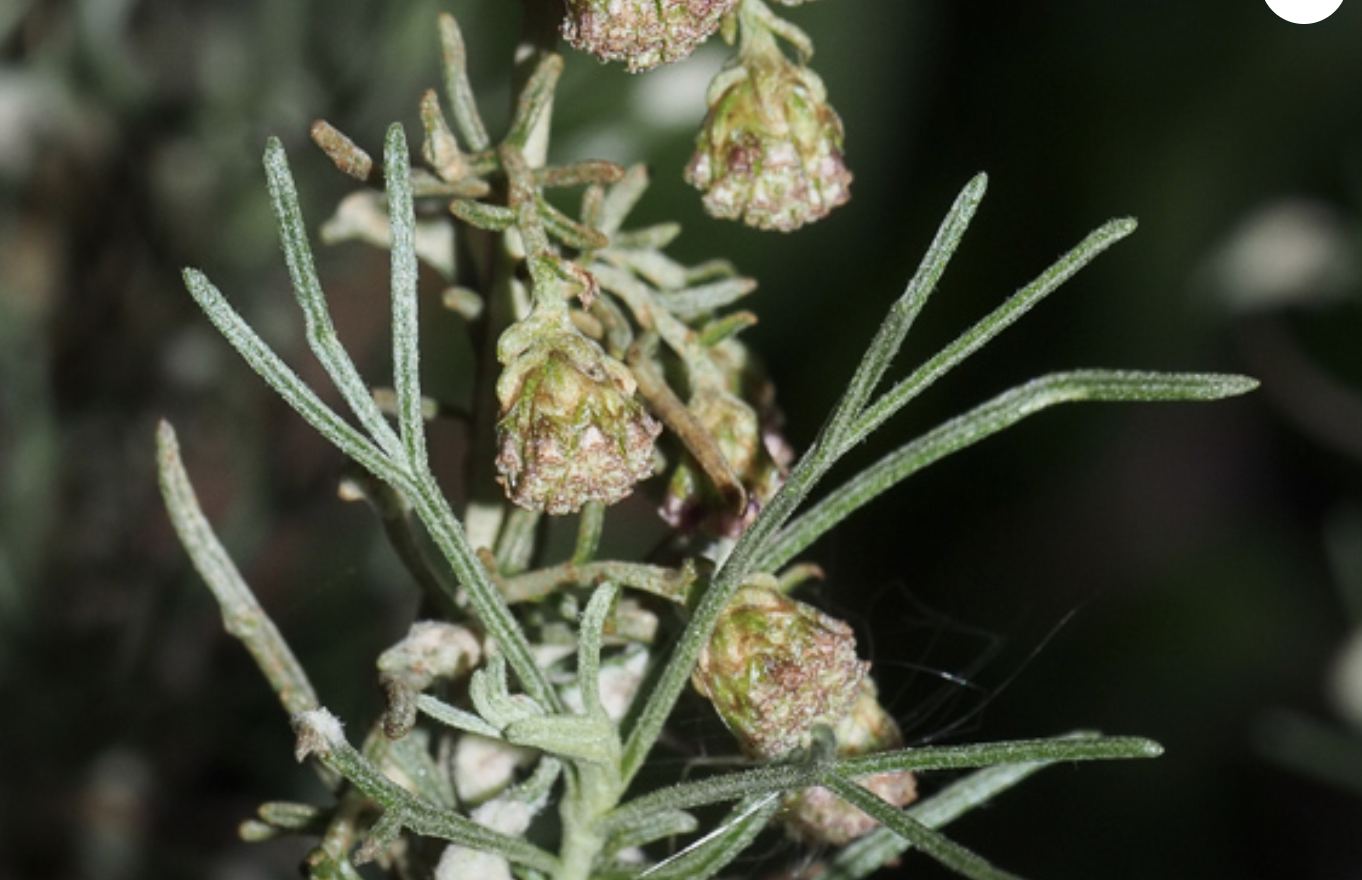 <p>Artemisa californica</p>