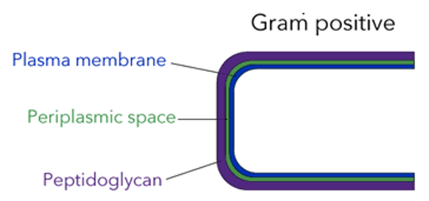 <p>plasma membrane > periplasmic space > peptidoglycan</p>