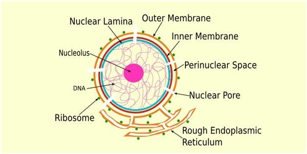 <p>Channel of 50-100 different polypeptides allowing RNA and proteins to travel between the nucleus and cytosol </p>