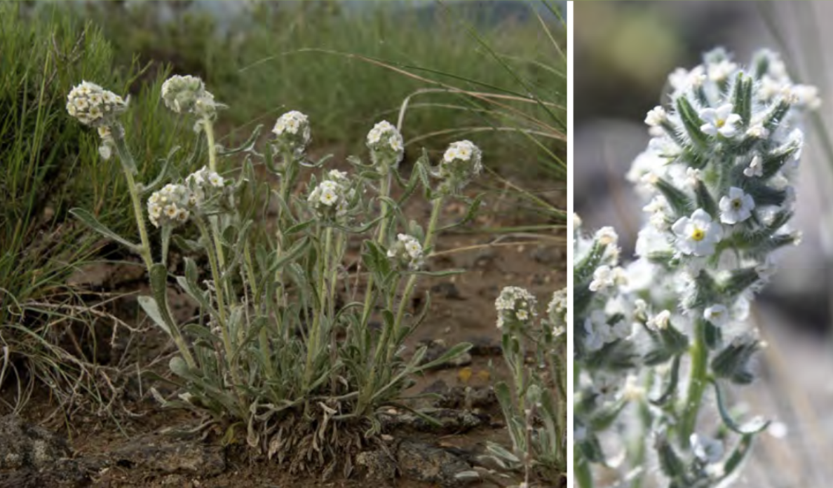 <ul><li><p>Elko cryptantha</p></li><li><p>Forget-me-not family</p></li></ul><p></p>