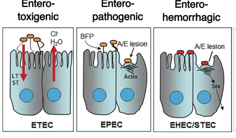 <p>Entero-toxigenic (ETEC) </p><p>Entero-pathogenic (EPEC) </p><p>eNTERO-HEMORRHAGIC (EHEC/STEC) </p>