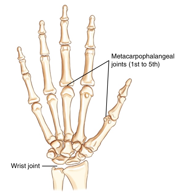 <p>what movement is this joint?</p>