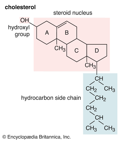 <p>Lipid with a hydrophilic end and a hydrophobic end </p>