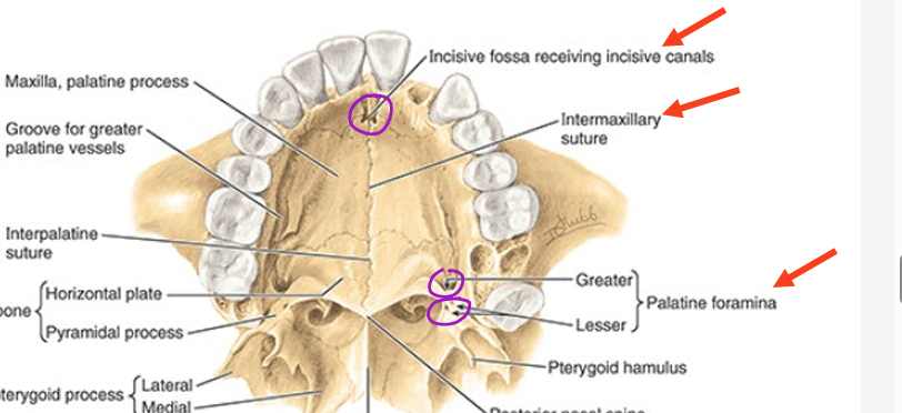 <ul><li><p>incisive fossa</p></li><li><p>intermaxillary suture</p></li><li><p>greater palatine foramina</p></li><li><p>lesser palatine foramina</p></li></ul><p></p>