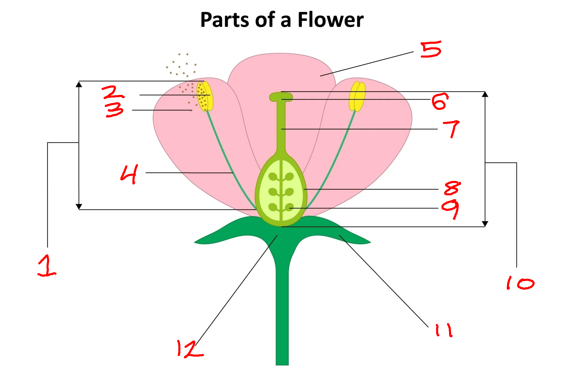<p>1, 2, 3, 4</p>