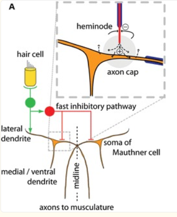 <p>hair cell excites VIII nerves </p><p>this excites ipsilateral Mauthner cells &amp; inhibitory interneurons</p><p>the inhibitiory interneurons act on both Mauthner cells (go at the axon cap (a structure of high resistivity), influx at the heminode increases extracellular potential, hyperpolarises the zone where impulse initiation occurs)</p>