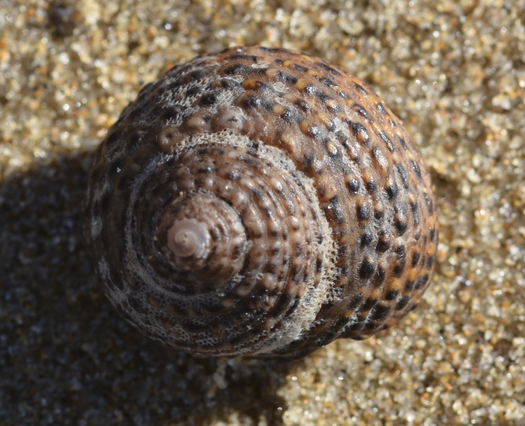 <p>Western Banded Turban Snail</p>