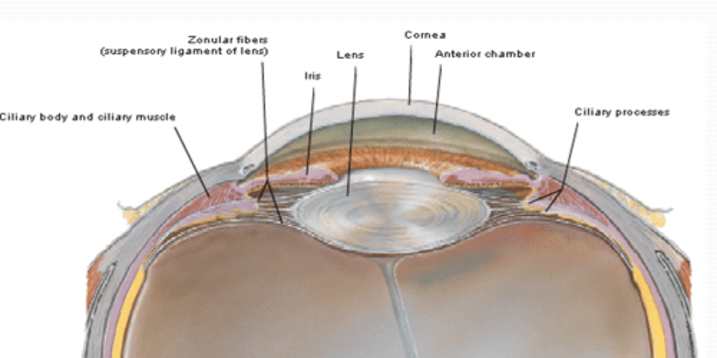 <p>What are the ciliary processes (vascular layer) and what do they do?</p>