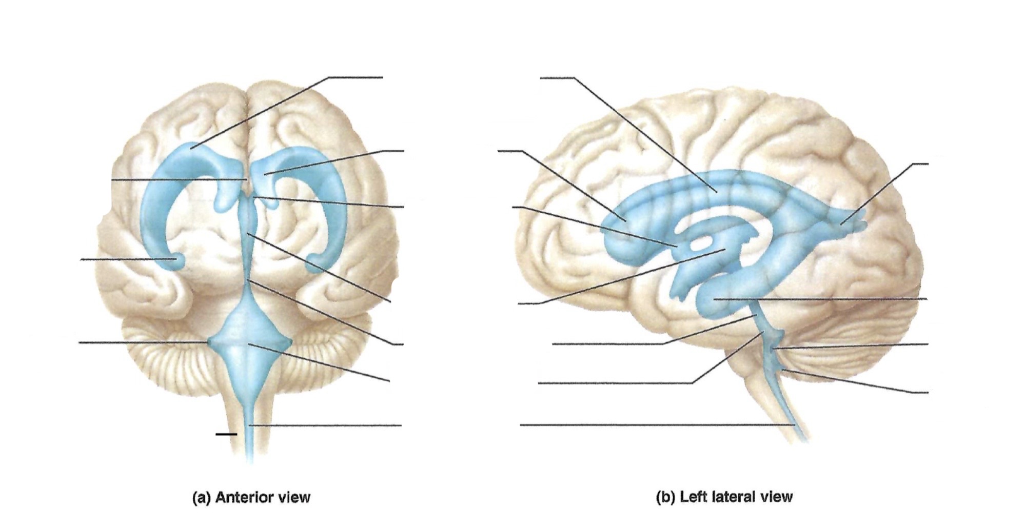<p><a target="_blank" rel="noopener noreferrer nofollow" class="link" href="https://assets.knowt.com/user-attachments/a8fc8c5b-7f3f-4bf4-abd9-a6a08c75e3a1.jpg" data-prevent-progress="true">https://assets.knowt.com/user-attachments/a8fc8c5b-7f3f-4bf4-abd9-a6a08c75e3a1.jpg</a></p>