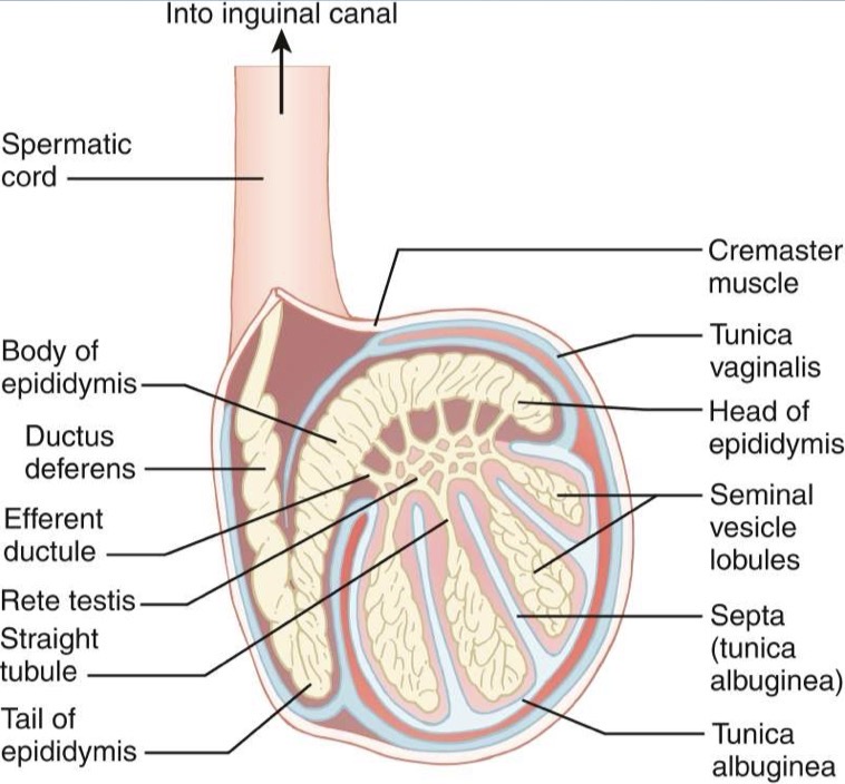 <p>Covered by dense, white fibrous tissue called tunica albuginea</p><p>Tunica albuginea extends into posterior wall of testicle; forms mediastinum testis and interlobar septa; septa of mediastinum radiate into testicle and separates into 200-300 lobules; each lobule contains one to three convoluted seminiferous tubules; seminiferous tubules are connected to straight tubules, which lead to the rete testis; rete testis is located within mediastinum testis; exits mediastinum as coiled efferent ducts</p><p>Normal Measurements (adult): 3-5cm length, 2-3cm width, 2-3cm height)</p>