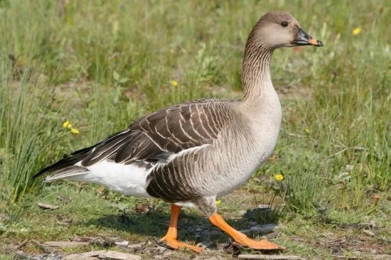 <p>tmavý zobák s oranžovým pásem</p>