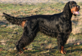 <p>welk type hond is dit</p>