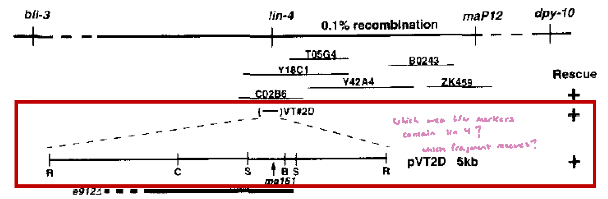 <ul><li><p>DNA fragments from this region were cloned into plasmids, which was introduced into the <em>lin-4</em> (lf) mutant (the e192 strain) to see which fragment would restore the WT phenotype</p></li><li><p>the <em>lin-4</em> (e192) strain has a deletion that covers most of the VT2D sequences</p><ul><li><p>somewhere in that deleted region lies the functional lin-4 sequence</p></li></ul></li><li><p>the VT2d clone rescued the phenotype (+ symbol)</p></li></ul><p></p>