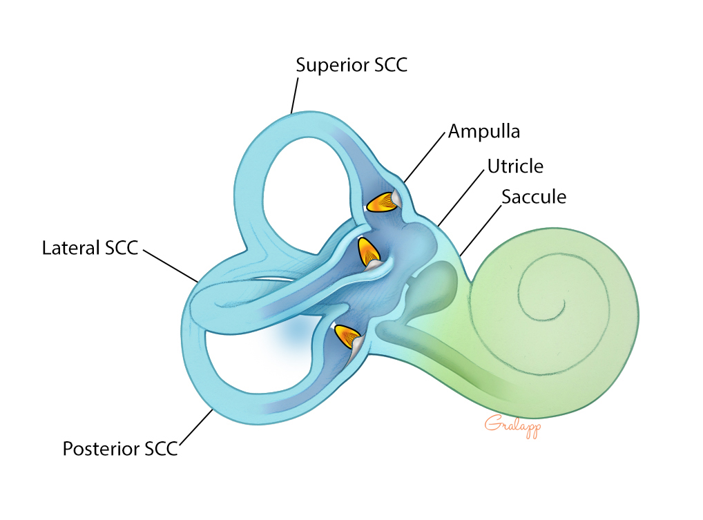 <ul><li><p><span style="background-color: transparent;">Hair cell receptors that monitor rotational movements </span></p><ul><li><p><span style="background-color: transparent;">Loated in THREE SEMICIRCULAR CANALS of INNER EAR</span></p></li></ul></li></ul><p></p>