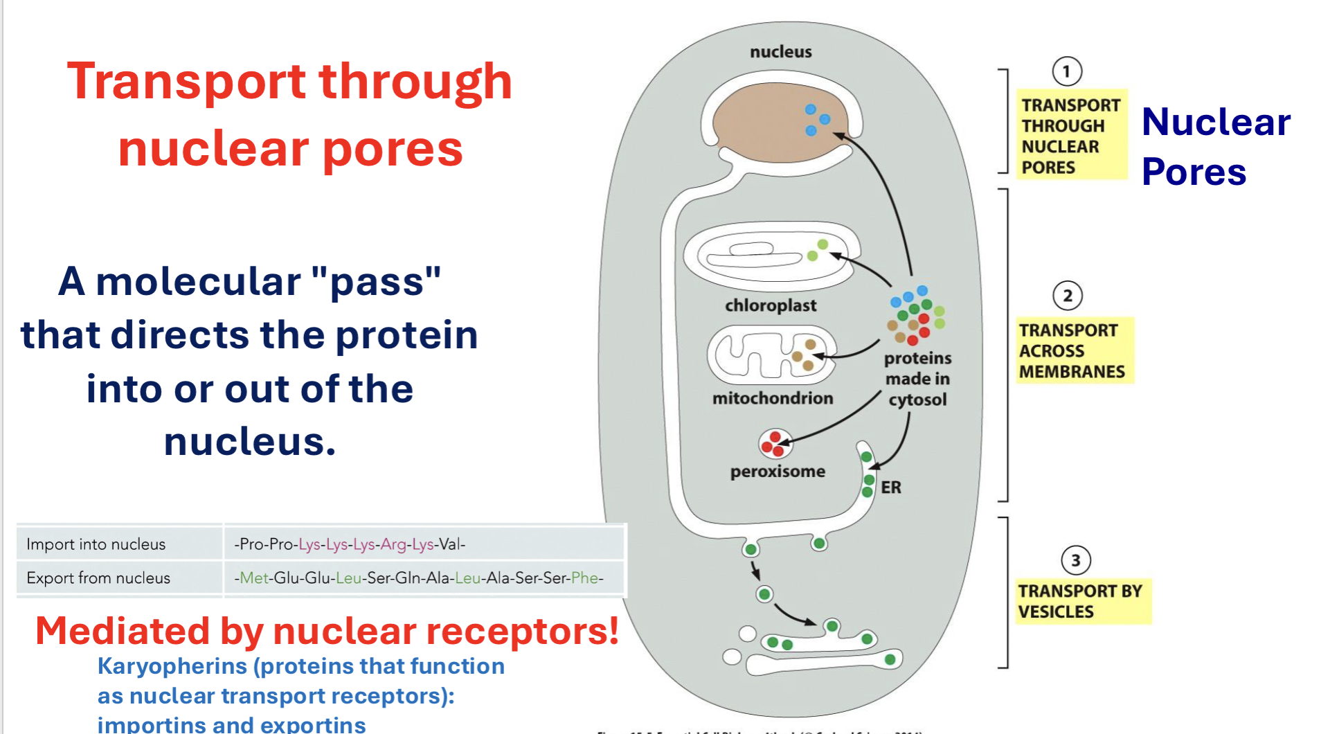 <p>transport through nuclear pores</p>