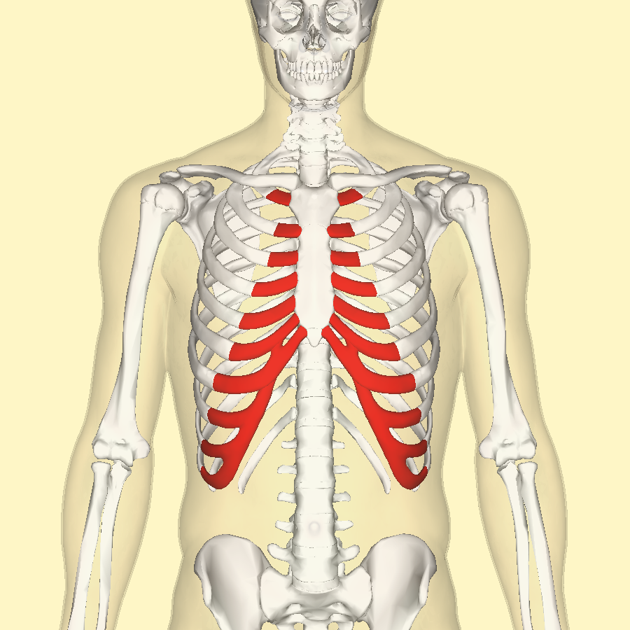 <p>What is the name of the cartilage that connects the rib to the sternum?</p>