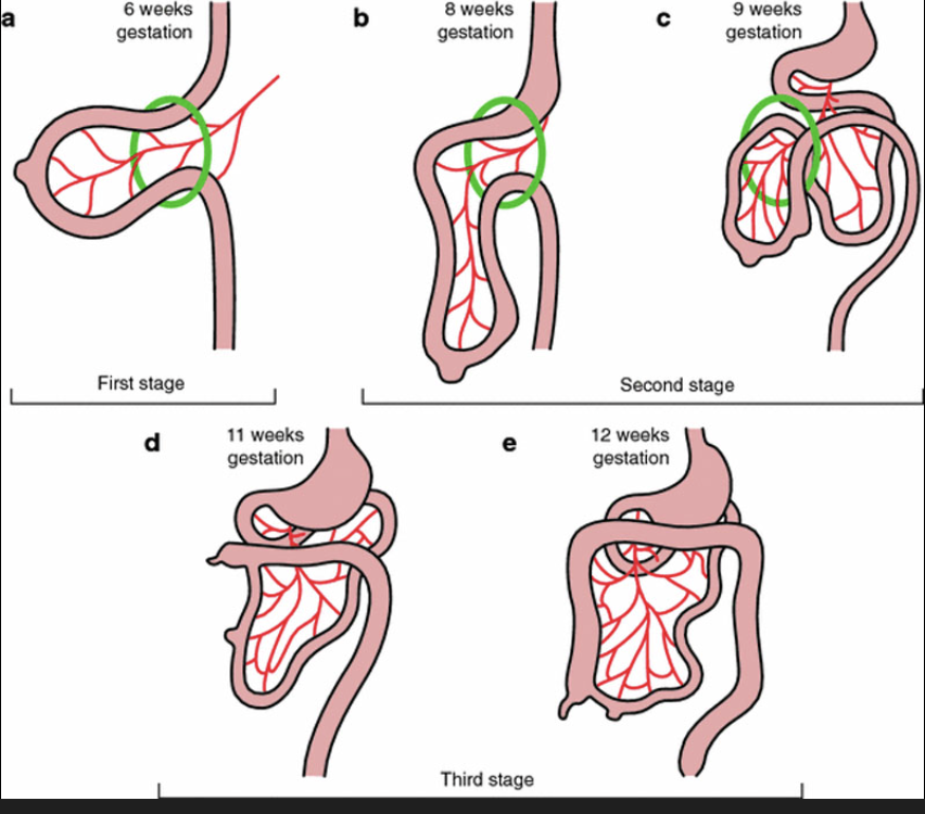 <ul><li><p>The cranial limb flops to the right and forms the small intestine (+duodenum)</p></li><li><p>The caudal limb flops to the left and sticks to the posterior abdominal wall. It forms the left 1/3 of the transverse colon &amp; the descending and sigmoid colon</p></li></ul><p></p>