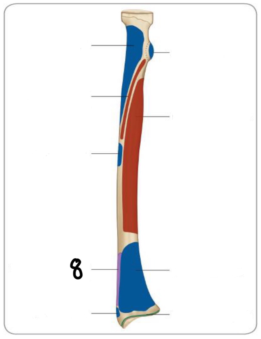 <p>8</p>
