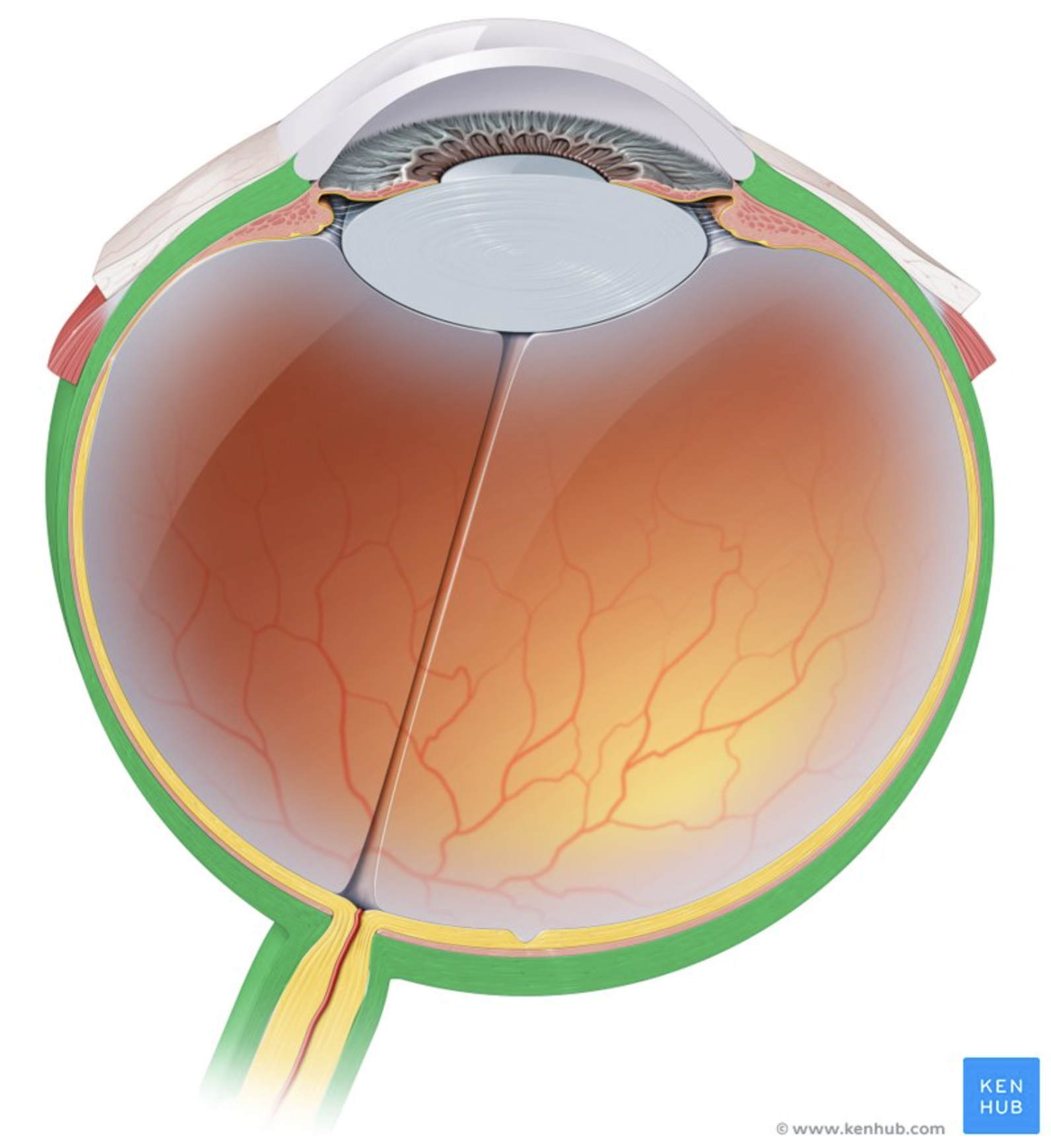 <p>Protects and maintains eye shape.</p>