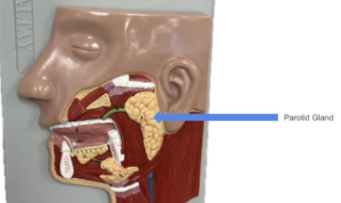 <p>parotid glands</p>
