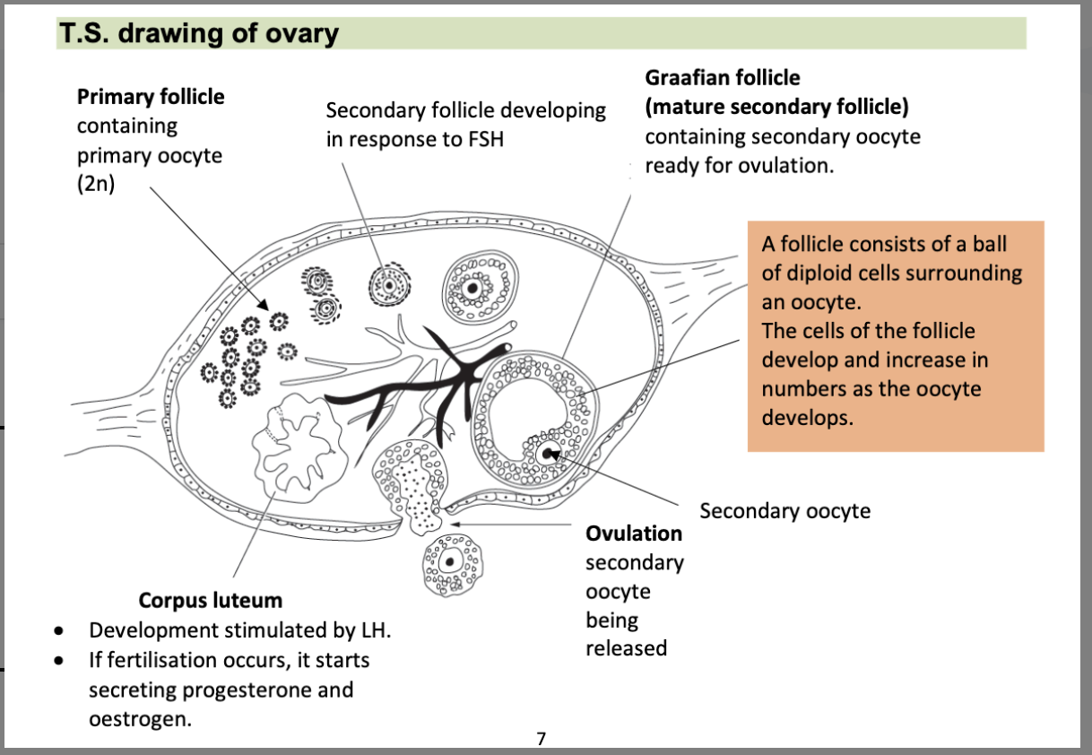 <p>drawing of ovary </p>