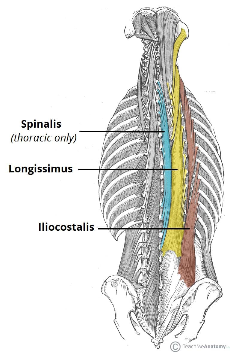 <ul><li><p>thickest, longest, and most central of the spinal erectors</p></li><li><p>divided into 3 parts based on their superior attachments and location (capitis, cervicis, thoracis)</p></li></ul><p></p><p>origin → capitis: transverse processes of vertebrae C4-T5</p><p>          → cervicis: transverse processes of vertebrae T1-T5</p><p>          → thoracis lumbar part: lumbar intermuscular aponeurosis, medial part of sacropelvic surface of ilium, posterior sacroiliac ligament</p><p>          → thoracis thoracic part: spinous and transverse processes of vertebrae L1-L5, median sacral crest, posterior surface of sacrum and posterior iliac crest</p><p>insertion → capitis: mastoid process of temporal bone</p><p>               → cervicis: transverse processes of vertebrae C2-C6</p><p>               → thoracis lumbar part: accessory and transverse processes of vertebrae L1-L5</p><p>               → thoracis thoracic part: transverse process of vertebrae T1-T12, angles of ribs 7-12</p><p>action → entire muscle: bilateral contraction extends the spine, unilateral contraction laterally flexes the spine (ipsilateral)</p><p>           → longissimus capitis only: bilateral contraction extends the head and neck, unilateral contraction laterally flexes and rotates the head (ipsilateral)</p><p>innervation → lateral branches of posterior rami of spinal nerves</p><p>blood supply → longissimus capitis and cervicis: vertebral artery, deep cervical artery, occipital artery, transverse cervical artery</p><p>                     → longissimus thoracis: superior intercostal, posterior intercostal and subcostal arteries; lateral sacral and median sacral arteries</p>